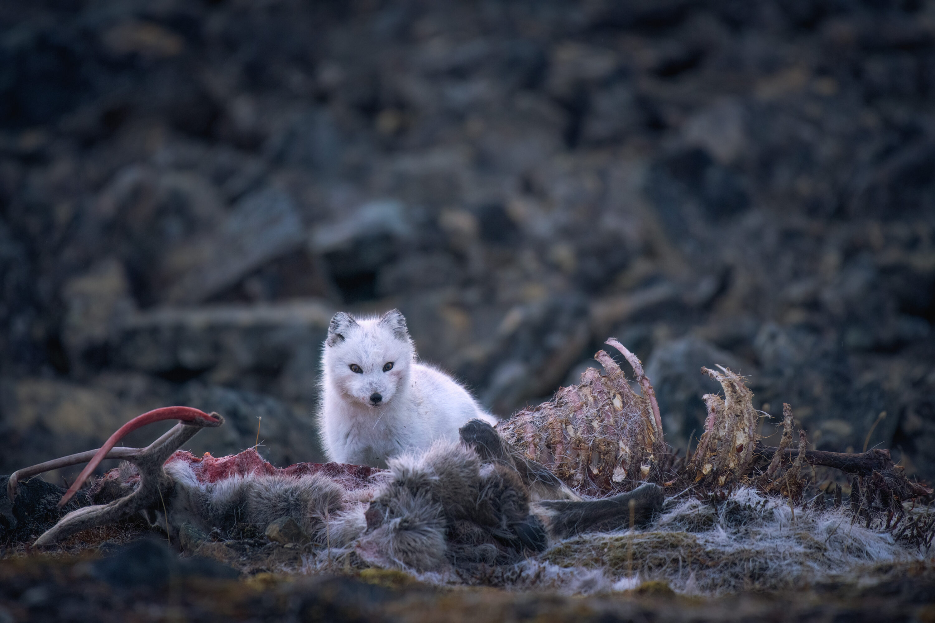 Arctic_fox_prey